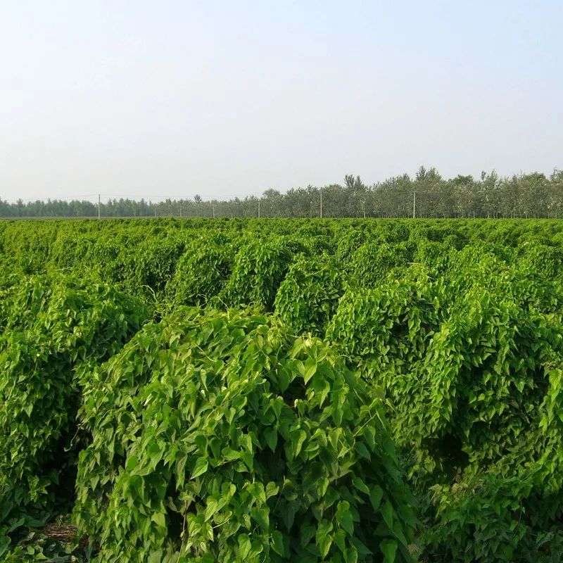 【今日推荐】万德隆业务产地直采温县铁棍山药,高营养,一口粉糯香甜