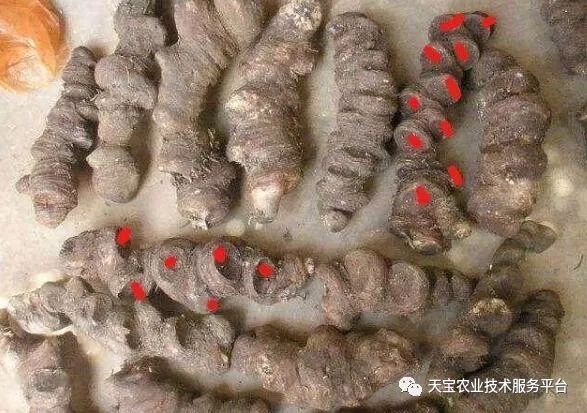 到底胶质重楼好还是粉质重楼好