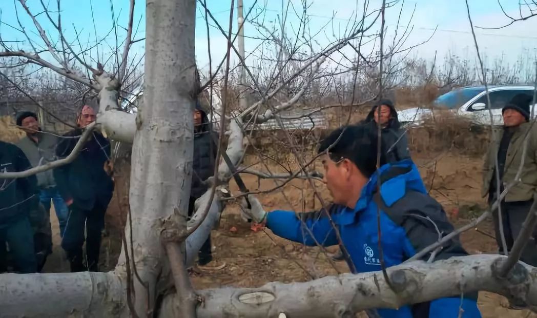 而是要综合判断每株果树的树龄,树势,树形,生长情况等等各方面的情形