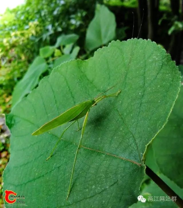 进山避暑偶遇某顽皮丽花萤…作者:eaglevision原猴虫