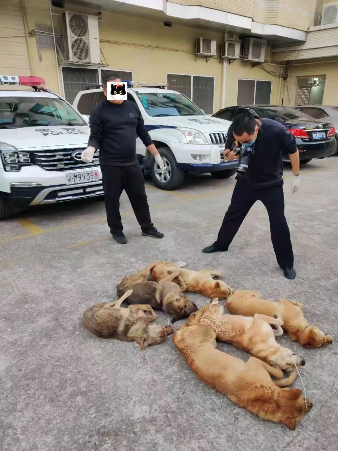 抓获涉案人员10人梅州这伙人竟敢盗销家狗