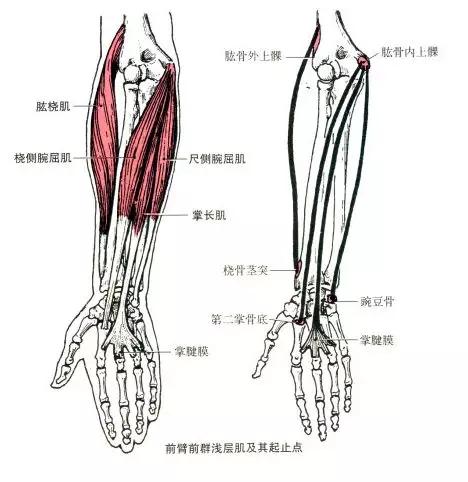 绘画人体骨骼和肌肉的画法学好这些你的人体就完美了