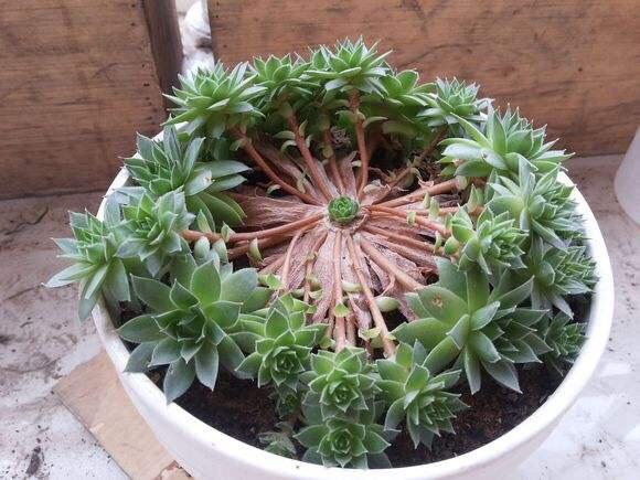 观音莲不长侧芽怎么办?养护"3技巧",侧芽挤满盆,1棵变20棵