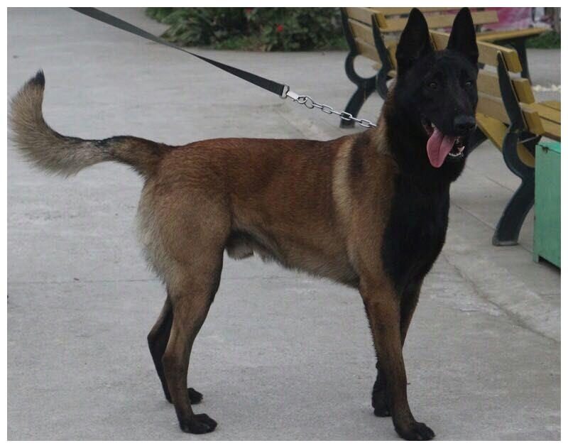 今天送来的代训马犬,问题还真不少,然而一总结原因只有两点!