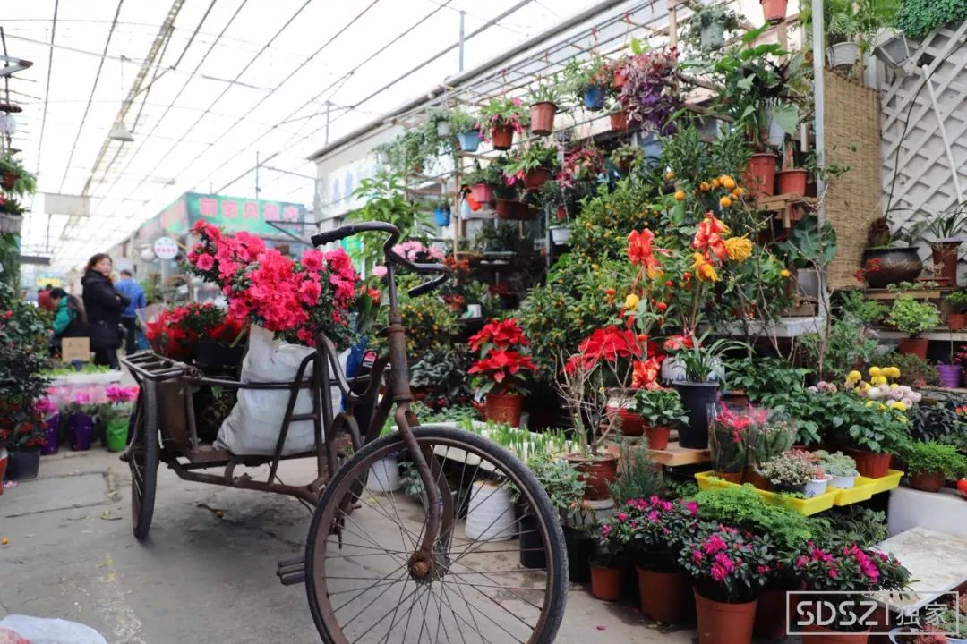 苏州盘门花鸟市场即将消失我们去见了它最后一面整个市场都在清仓
