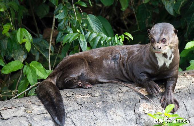 原创南美水中豹以食人鱼为食正面硬怼美洲豹凯门鳄完全不怂