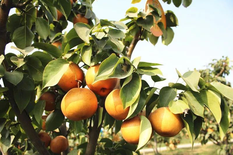 乐享果玩南阳篇遗落的文化明珠果玩之花为你绽放