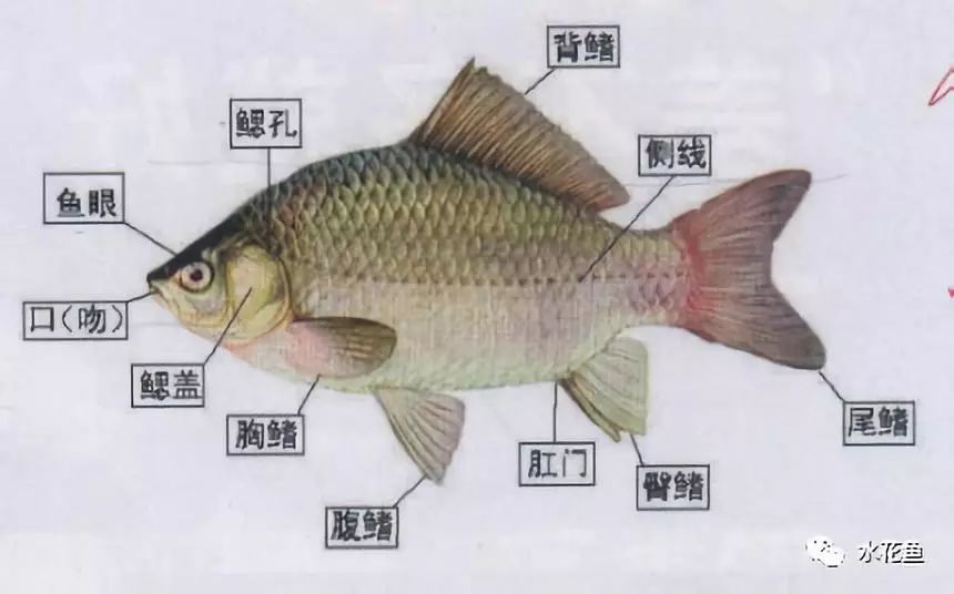 鱼类的感觉器官侧线鳞与鱼类鲫鱼分类的重要依据