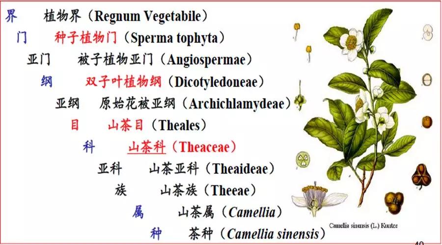茶树树种分类图片