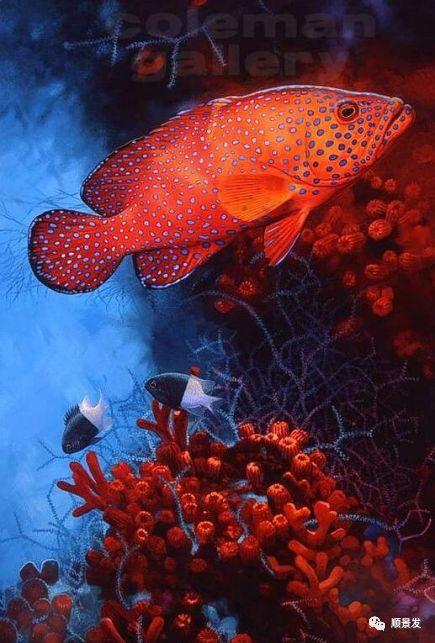 艳丽美味集于一身海中带刺的玫瑰东星斑