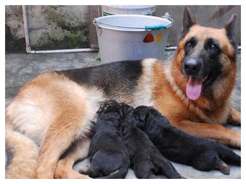 剛出生的德牧怎麼養?新生德牧幼犬飼養應該注意這些事項