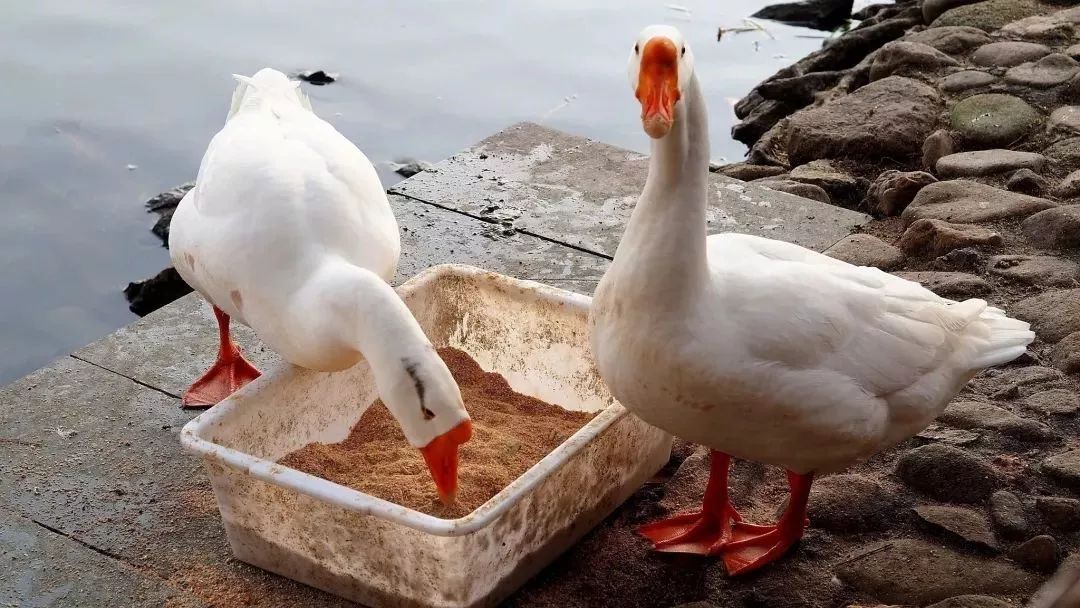 叮你有一条来自启真湖白鹅家族的留言请查收