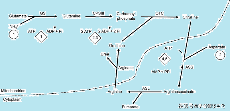 鸟氨酸循环的过程图片
