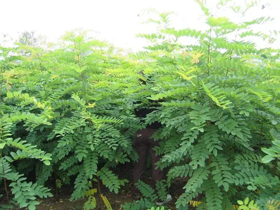 园林绿化中几种常见速生树种_木材