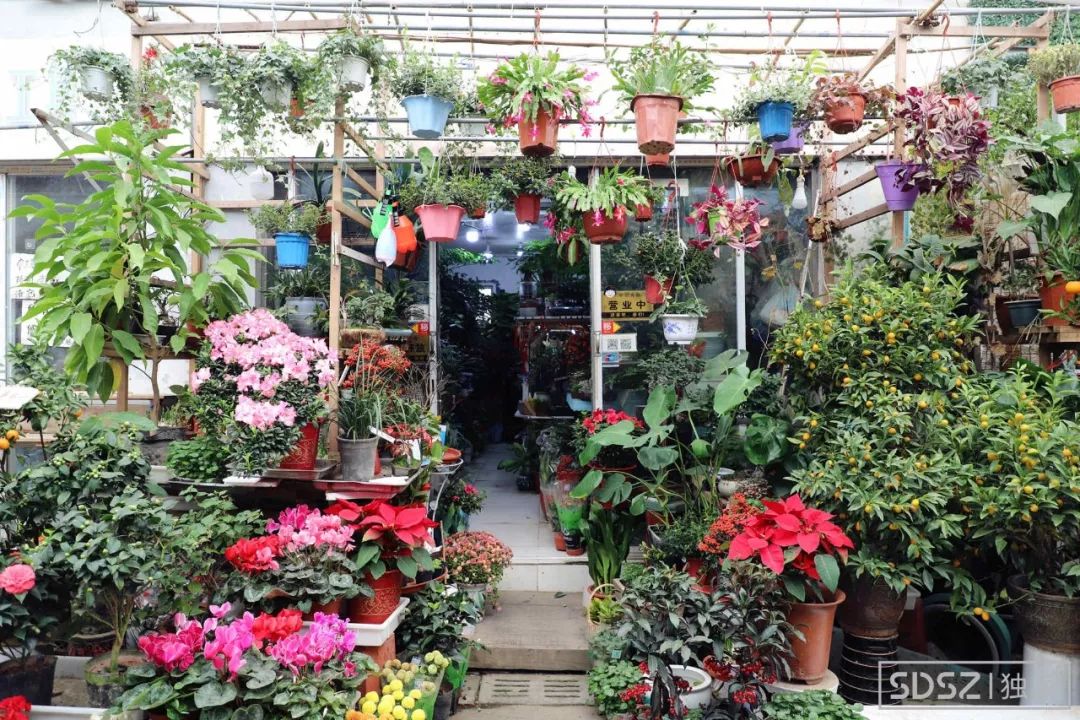 苏州盘门花鸟市场即将消失我们去见了它最后一面整个市场都在清仓
