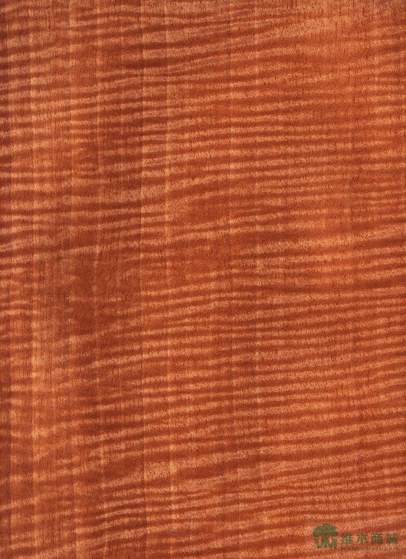 特殊木纹大全之影纹超全图解设计师木材商必收中