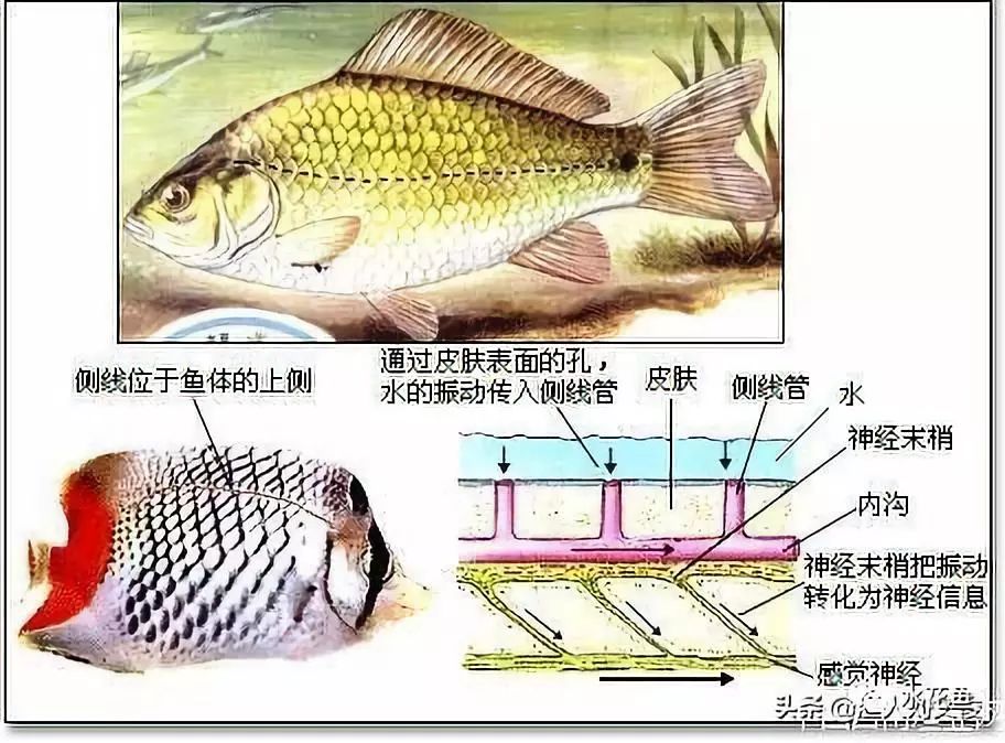 魚類的感覺器官側線鱗與魚類鯽魚分類的重要依據