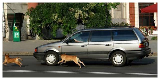 狗狗为什么喜欢追车?它们并不是在进攻,这些都是防御性反应