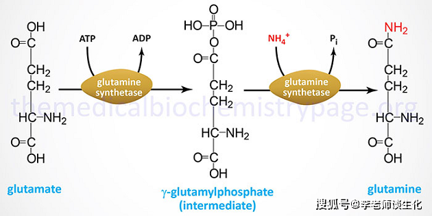 谷氨酰胺的合成.引自themedicalbiochemistrypage