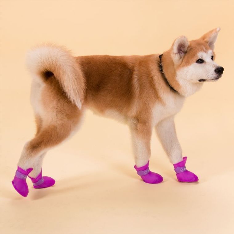 给狗狗穿上鞋后就触发了鬼畜的开关