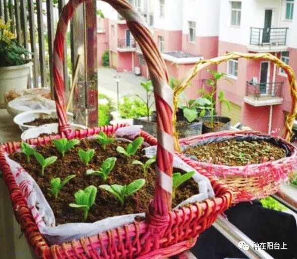 不花钱的种花种菜容器,台友你家里一定有,一分钟即可做成!