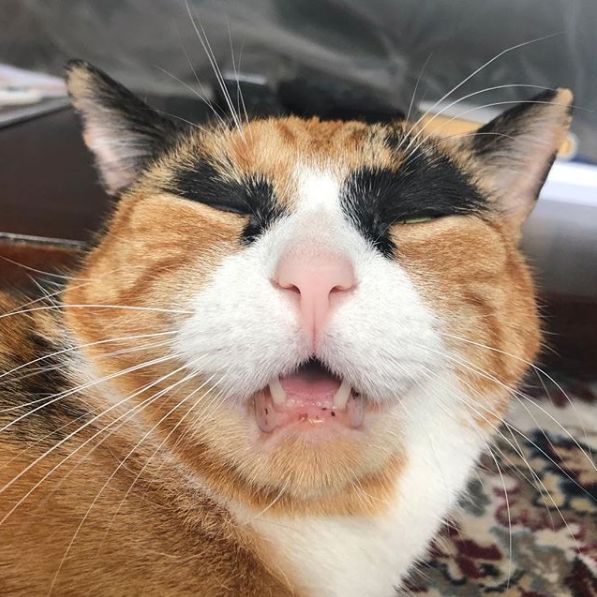 三花猫天生拥有特殊花纹就是这对浓黑眉毛太出戏了笑屎