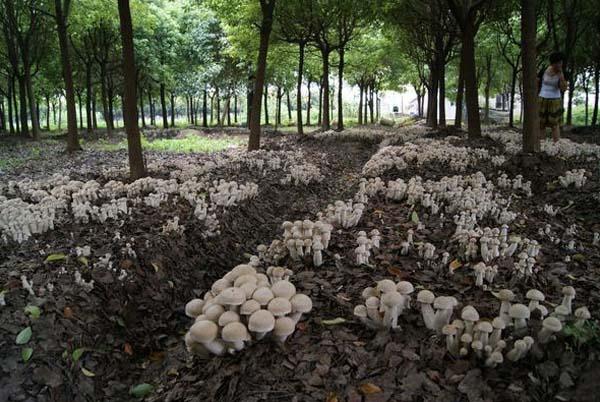 在郁闭的林下搭棚种植木耳,香菇,平菇,双孢菇,鲍鱼菇,鸡腿菇,毛木耳