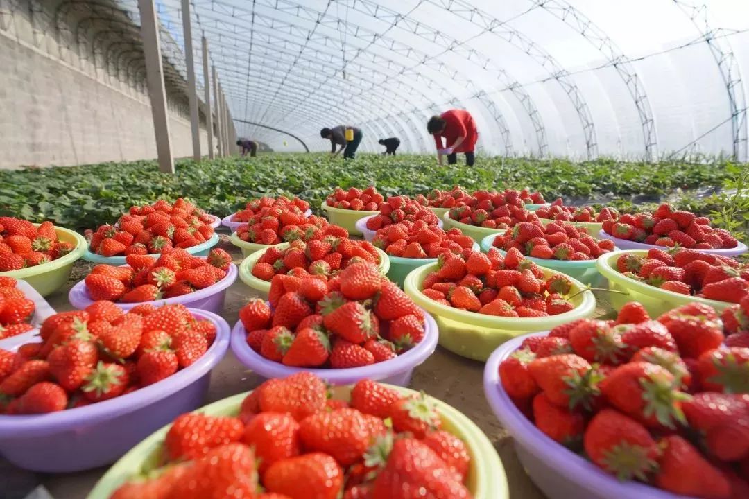 俗话说, "北京草莓看昌平,昌平草莓看兴寿.