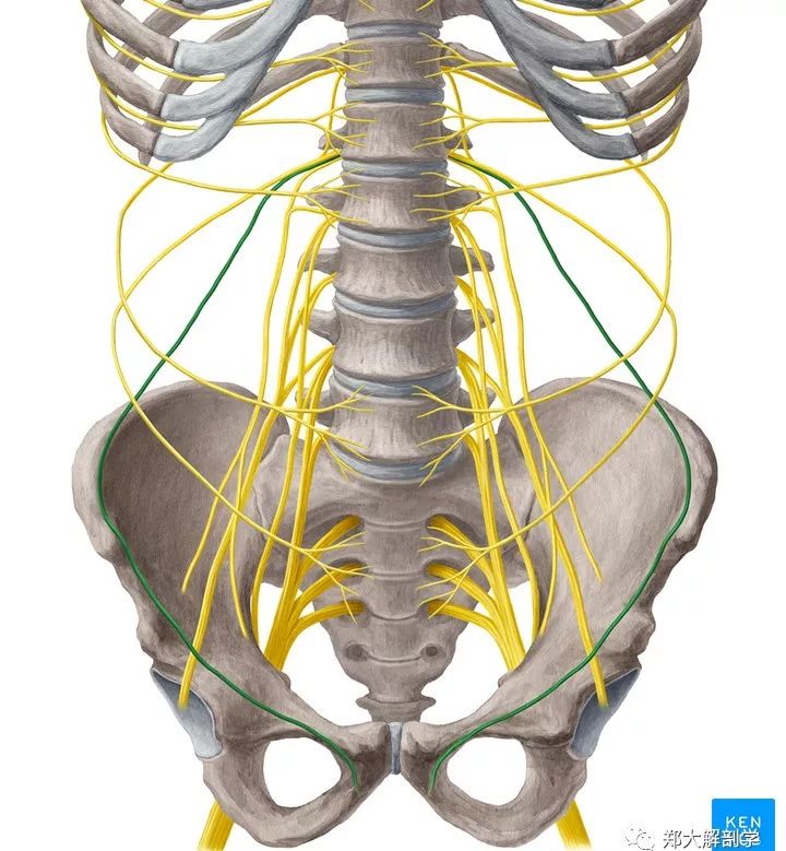 【病因病理】髂腹股沟神经卡压综合征多见于髂骨取骨术取骨区的手术后