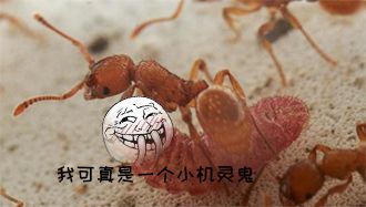 你就要想尽一切办法把保姆变成后妈如果你的妈妈不爱你有些昆虫确实