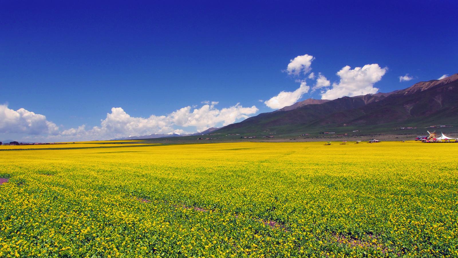 青海浪漫之都:打卡门源油菜花海