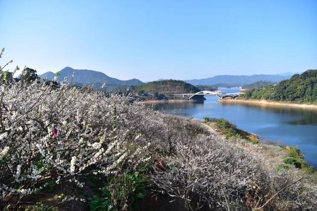 流溪河沿岸梅花盛开,广州"下雪了,上"雪山"可免费采摘鲜桔