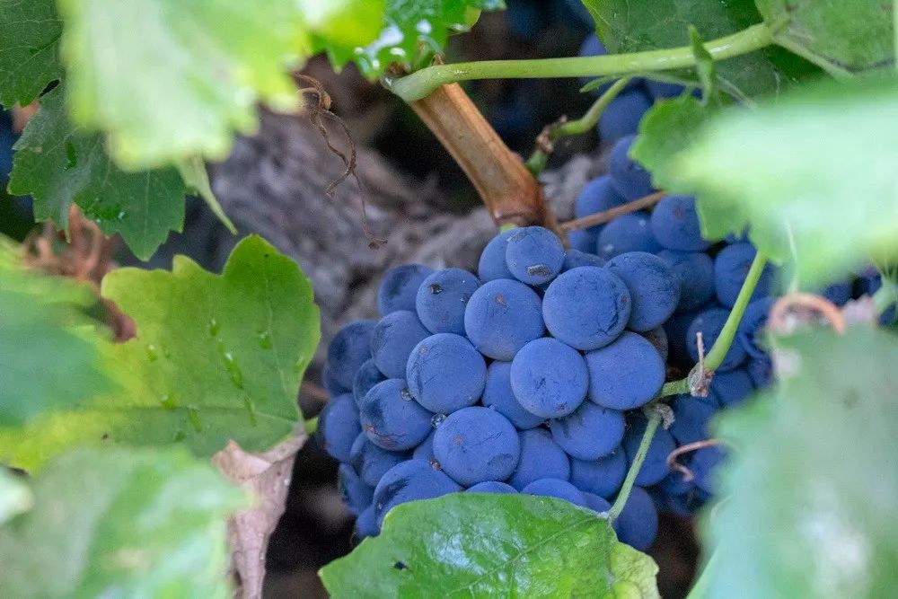 报名2019歌海娜计划品鉴发布会还有免费福利放送