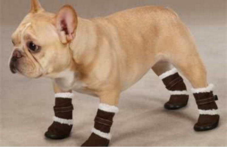 给狗狗穿上鞋后就触发了鬼畜的开关