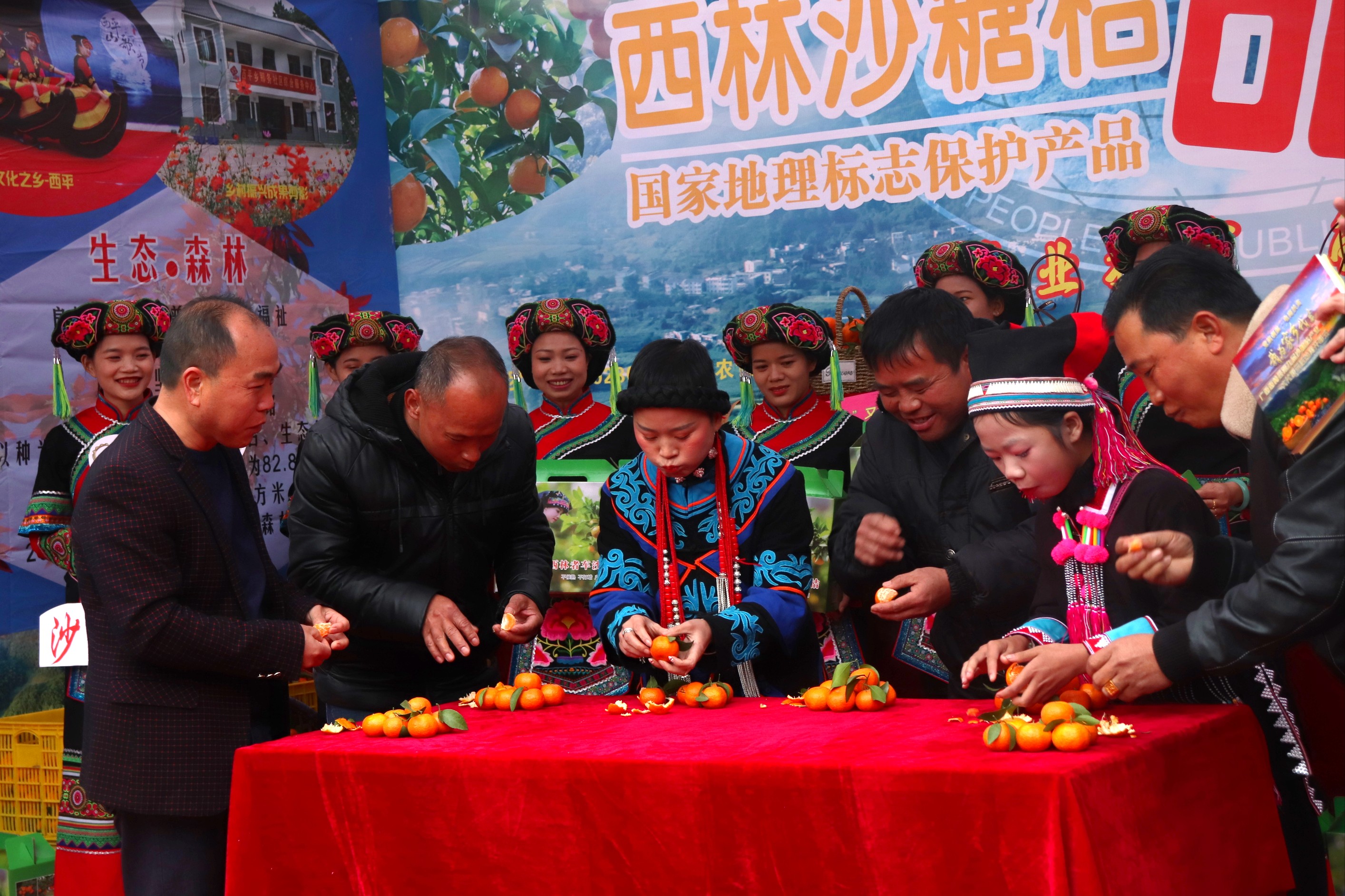 我为家乡代言走进西林沙糖桔认购超亿斤