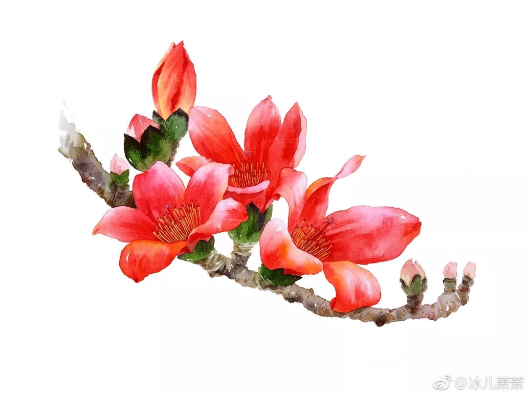 教你画一枝木棉花