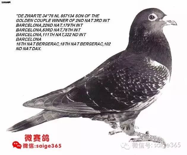 收藏国外网站找到的珍贵杨阿腾照片图集