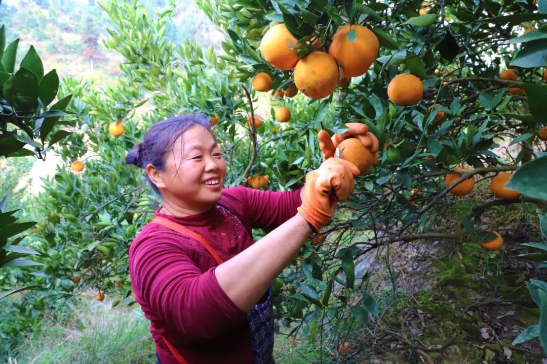 走进大河村脐橙种植园内,满园的橙香飘散开来,黄灿灿的果儿挂满枝头