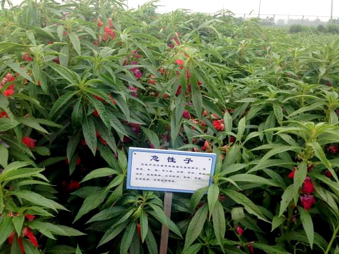 什么居然有中药名叫急性子十大功劳