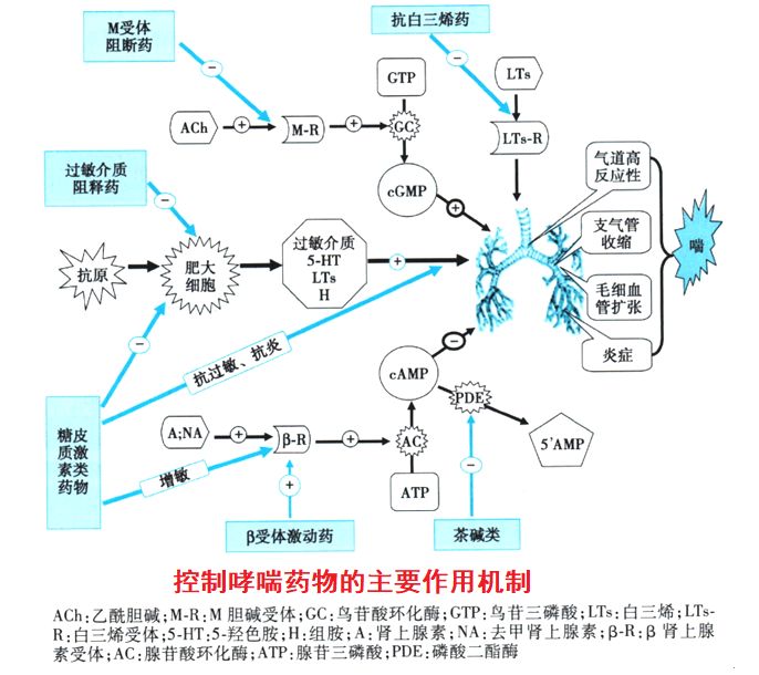 治療支氣管哮喘的藥物有哪些