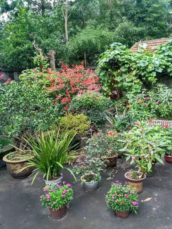 庭院深深绿意盎然