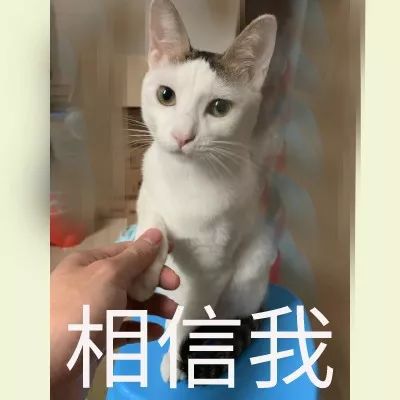 地震台风猫咪表情包图片