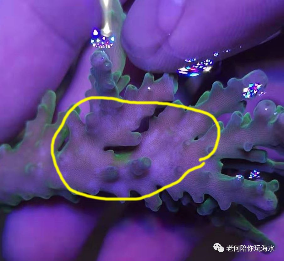 实战:用肉眼判断sps扁虫的方法及相关处理_珊瑚