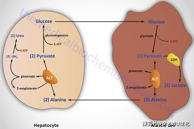 葡萄糖-丙氨酸循环.引自themedicalbiochemistrypage