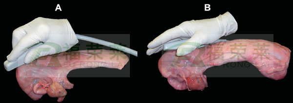 牛用b超检测母牛怀孕方法图文解析