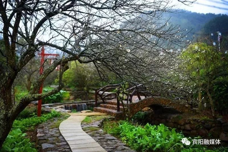 宾阳陈平梅花节即将盛大开幕!_陈平镇