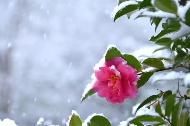 唐·貫休風裁日染開仙囿,百花色死猩紅謬.