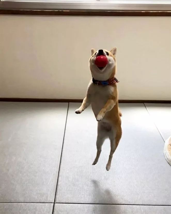 "哇塞,狗狗接球好棒!