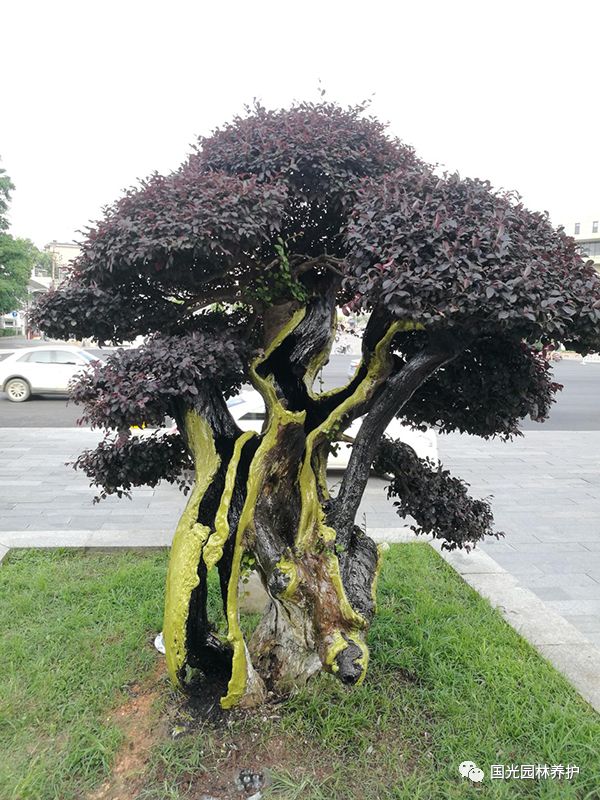 【国光微讲堂】古树名木复壮保护之树洞处理