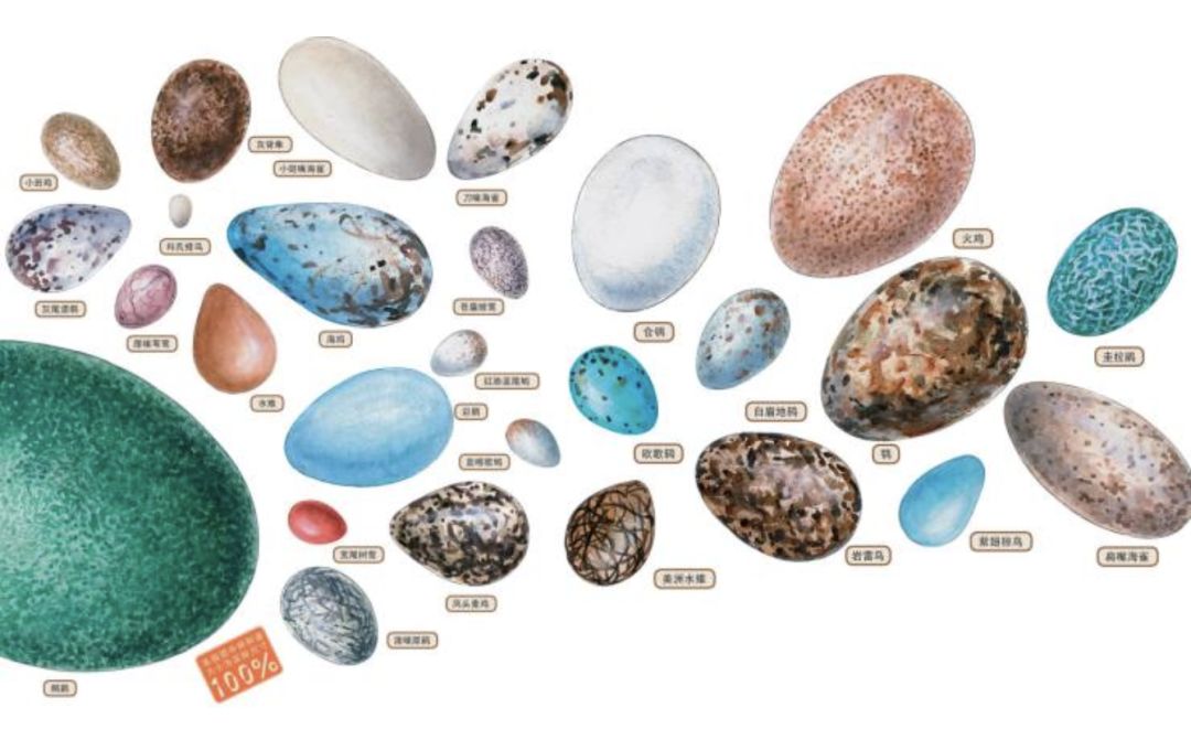 最大的鸟蛋是什么样?大小,形状,颜色甚至外壳质地都五花八门.